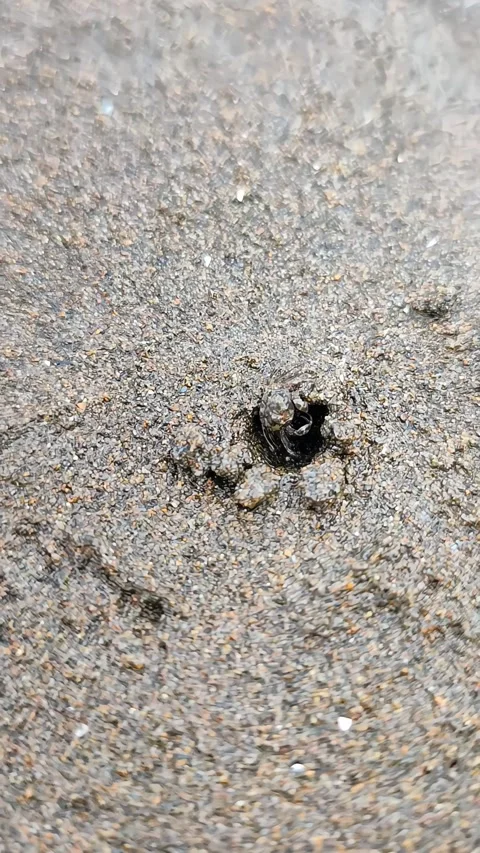 Macro Tiny Sand Crab Burrowing into Wet Beach Sand Stock Footage 345573082