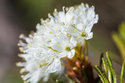 Macro of tiny white flowers and colorful grass background in nature. Close up. Stock Photos