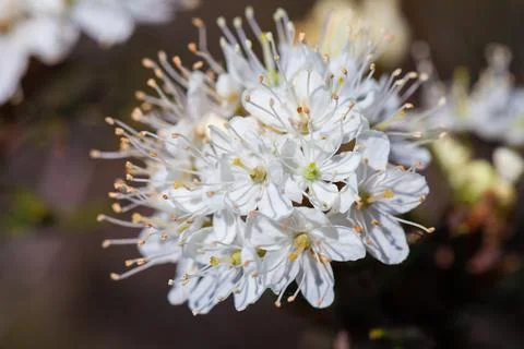 Macro of tiny white flowers and colorful grass background in nature. Close up. Stock Photos