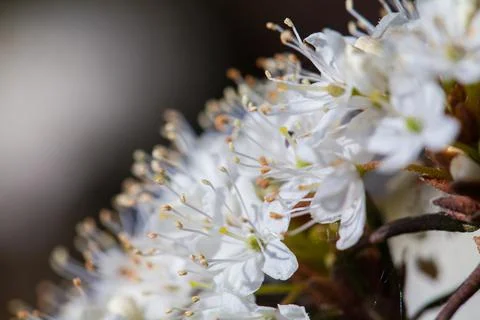 Macro of tiny white flowers and colorful grass background in nature. Close up. Stock Photos