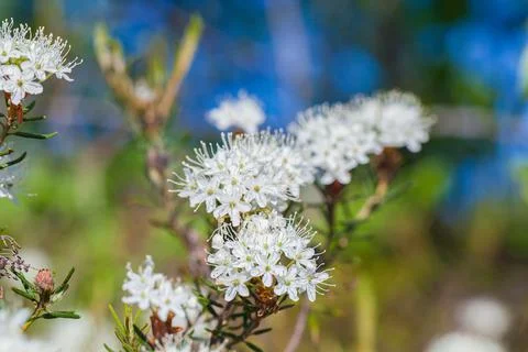 Macro of tiny white flowers and colorful grass background in nature. Close up. Stock Photos