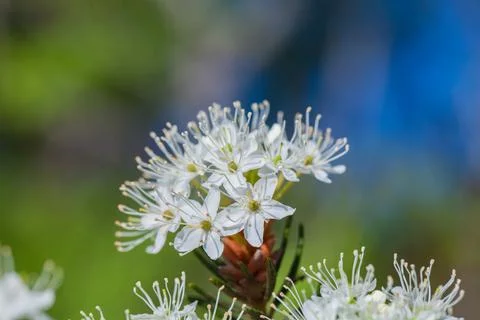 Macro of tiny white flowers and colorful grass background in nature. Close up. Stock Photos