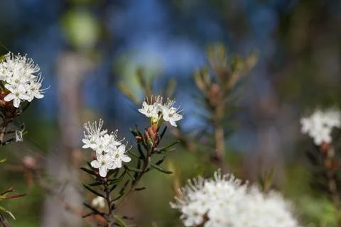 Macro of tiny white flowers and colorful grass background in nature. Close up. Stock Photos