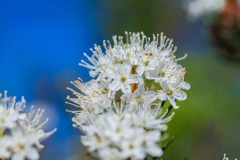 Macro of tiny white flowers and colorful grass background in nature. Close up. Stock Photos