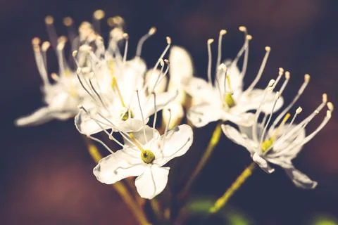 Macro of tiny white flowers and colorful grass background in nature. Close up. Stock Photos