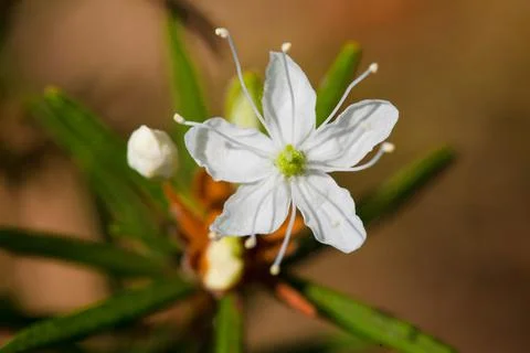 Macro of tiny white flowers and colorful grass background in nature. Close up. Stock Photos