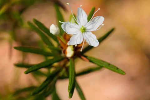 Macro of tiny white flowers and colorful grass background in nature. Close up. Stock Photos