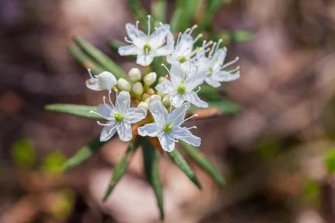 Macro of tiny white flowers and colorful grass background in nature. Close up. Stock Photos