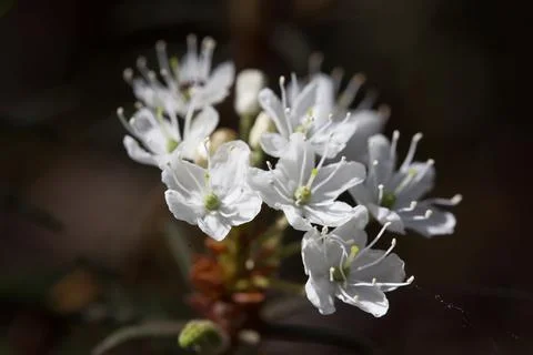 Macro of tiny white flowers and colorful grass background in nature. Close up. Stock Photos