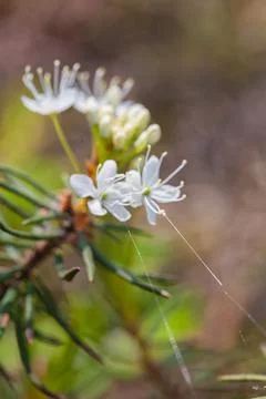 Macro of tiny white flowers and colorful grass background in nature. Close up. Stock Photos