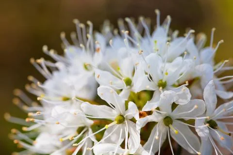 Macro of tiny white flowers and colorful grass background in nature. Close up. Stock Photos