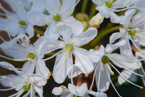 Macro of tiny white flowers and colorful grass background in nature. Close up. Stock Photos