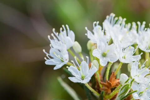 Macro of tiny white flowers and colorful grass background in nature. Close up. Stock Photos