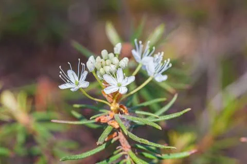 Macro of tiny white flowers and colorful grass background in nature. Close up. Stock Photos