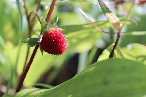 Macro of tiny wild ripe strawberries in the summer Stock Photos