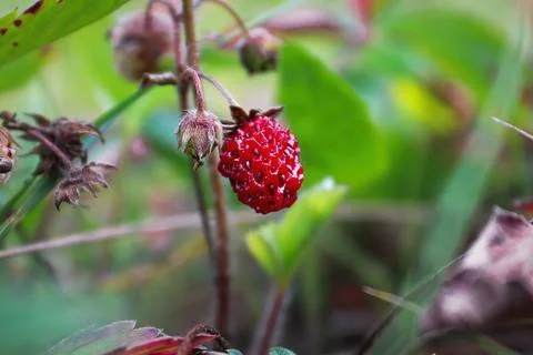 Macro of tiny wild ripe strawberries in the summer Stock Photos