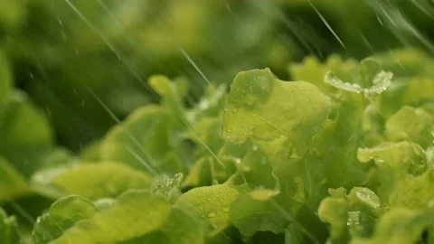 Macro of the tip of a green leaf. fresh green leaves Stock Footage 149586171