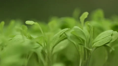 Macro of the tip of a green leaf. fresh green leaves Stock Footage 149586239
