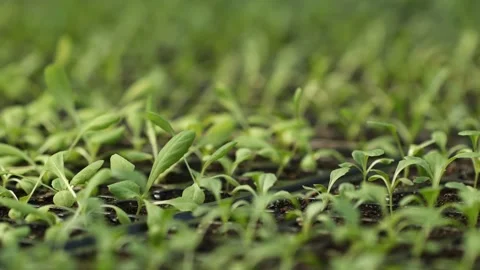 Macro of the tip of a green leaf. fresh green leaves Stock Footage 149586287