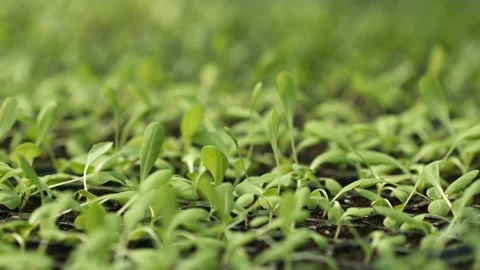 Macro of the tip of a green leaf. fresh green leaves Stock Footage 149586400
