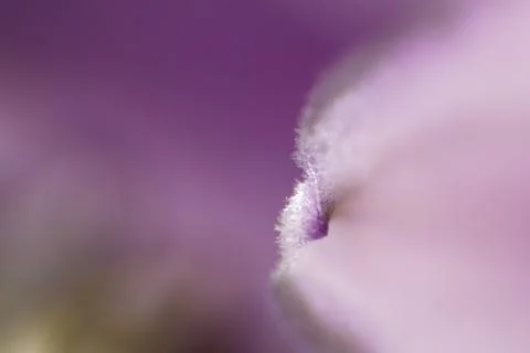 Macro of the tip of a petal of a Hosta flower Foto stock