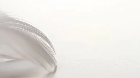 Macro, tips of white feathers, white backdrop, narrow depth of field, HD 1080p Stock Footage 21432486