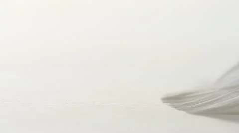 Macro, tips of white feathers, white backdrop, narrow depth of field, HD 1080p Stock Footage 21432491