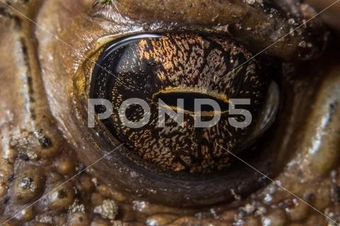 Macro toad eyes Stock Photos