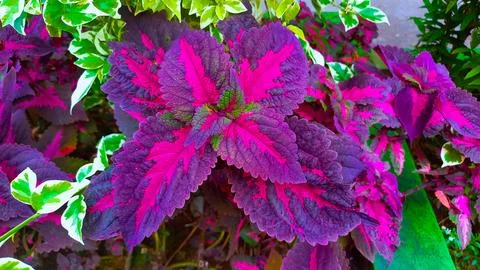 Macro top-down view of vibrant pink and dark purple Coleus foliage Stock Photos