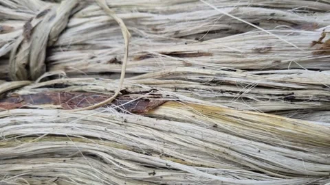 Macro Top Down View Of Wet Raw Jute Fiber Bundle Texture And Strand Pattern Stock Footage 341200628