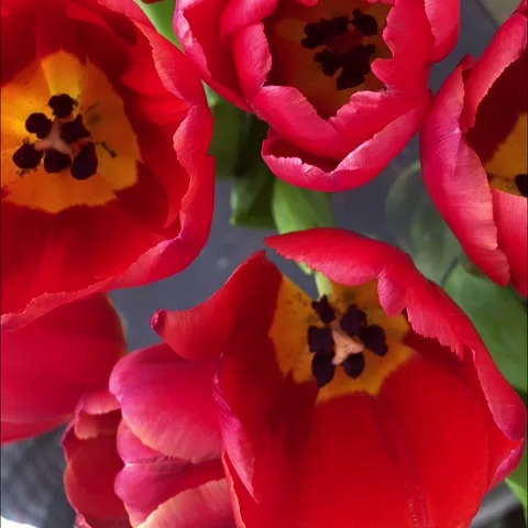 Macro top view of bright red tulips forming a vivid floral background Stock-Footage 333676187