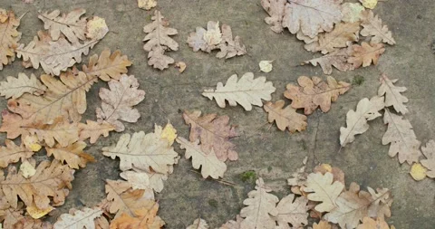 Macro top view of brown oak leaves lying on concrete ground on autumn day. Close Stock Footage 145385361