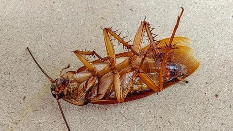 Macro Top View of Dead Cockroach Lying Upside Down on Brown Background Stock Photos