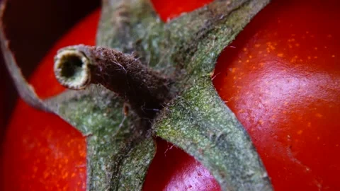 Macro Top View of Fresh Red Tomato Stem with Water Droplets Stock Footage 323234459