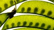 Macro Top View Of Fresh Young Pods Of Green Peas Rotating On White Background. Stock Footage