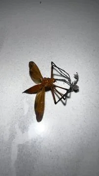 Macro Top View of Orange Crane Fly on White Background Foto stock