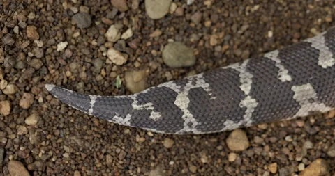 Macro top-view: The rough, keeled tail scales of a Common Sand Boa used for Видео 331052198