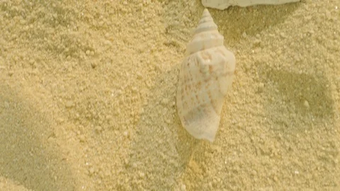 Macro top view of shells on sand Stock-Footage 111858850