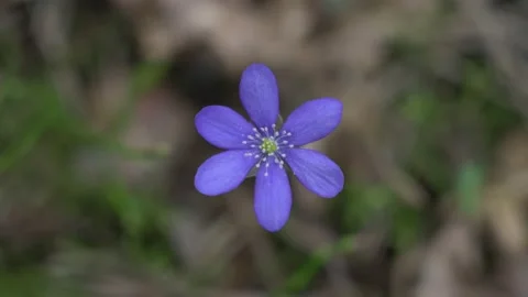 Macro top view to single wild Crocuses flower growing on forest glade Stock Footage 194041158