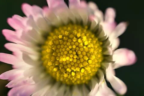 Macro top view of small single low growing chamomile (Mayweed)  pinkish flower Stock Photos