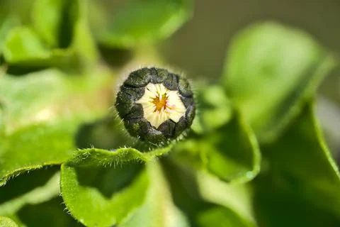 Macro top view of small single low growing chamomile (Mayweed) flower Stock Photos