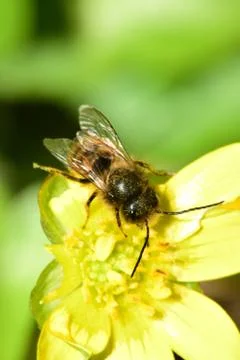 Macro top view of spring brown bee Andrena clarkella on buttercup flower Fica Fotos Stock