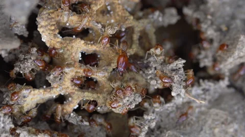 Macro top view Termite build nest Stock Footage 141134245