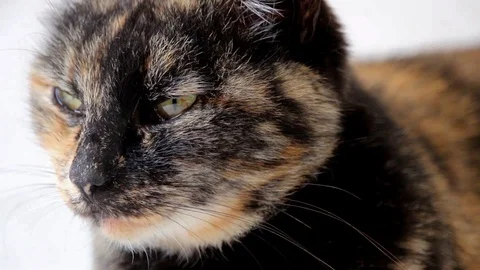 Macro of tortoiseshell cat face slowly looking and staring at camera. Stock Footage 103178084