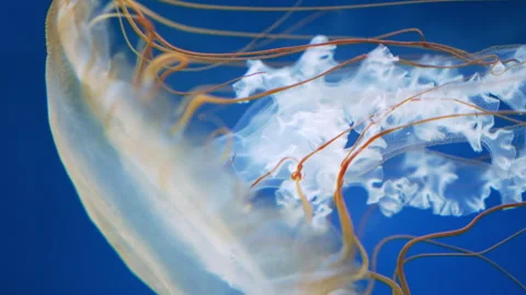 Macro tracking footage, beautiful orange nettle jellyfish, medusa with tentacles Stock Footage 302277377
