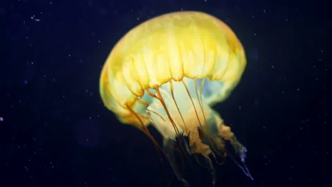 Macro tracking footage of beautiful west coast nettle jellyfish reduction Stock Footage 163301288