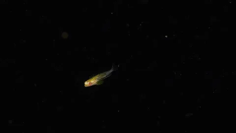 Macro Tracking Shot of Atlantic Blenny Larva in Blackwater Stock Footage 334798454