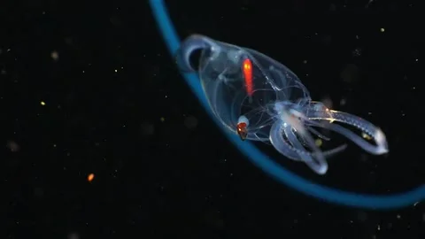 Macro Tracking Shot of Rare Glass Squid in Blackwater Night Dive Stock-Footage 334588617