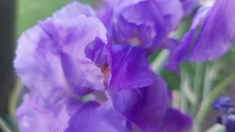 Macro tracking shot revealing the soft petals and yellow beard of a blooming pur Vídeos de archivo 336484612