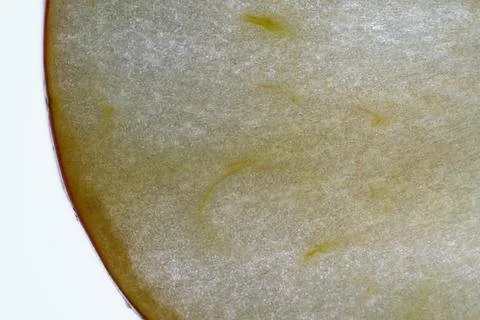 Macro of Translucent Apple Slice Texture 스톡 사진